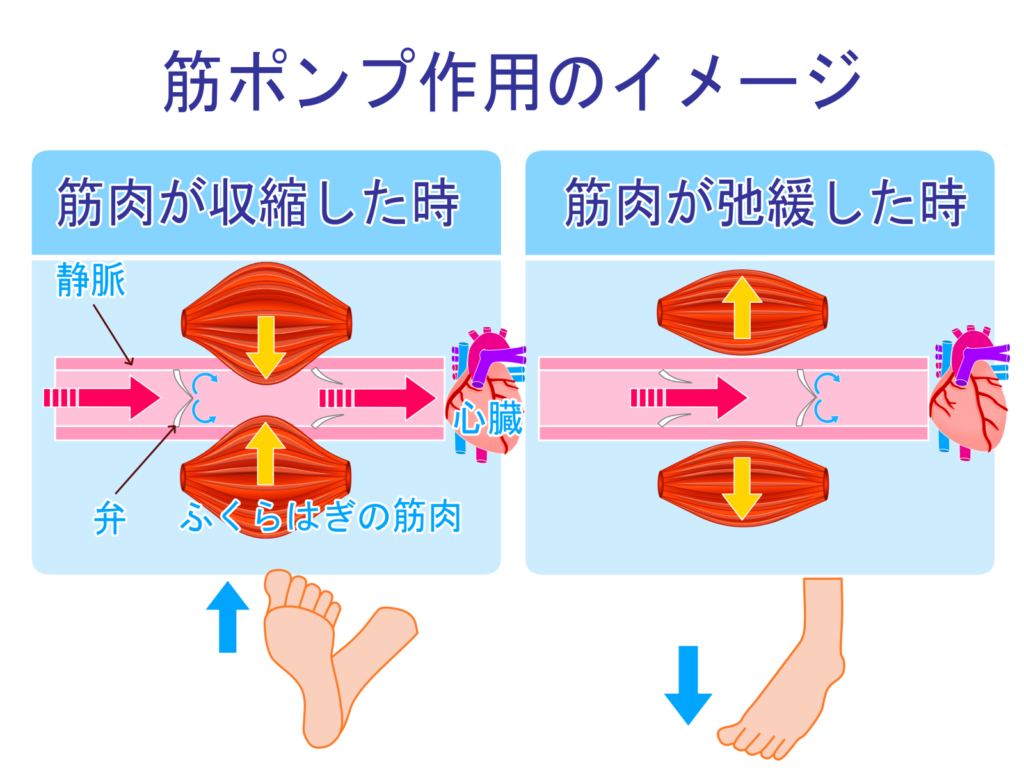 筋ポンプ作用のイメージ